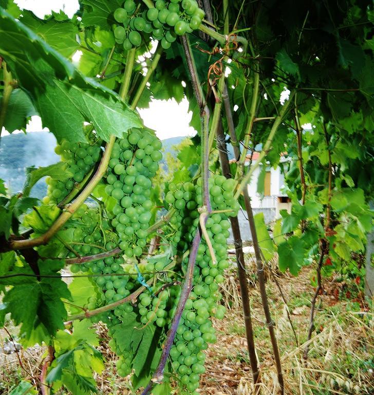 Agriturismo Barilaro 菲纳莱利古雷 外观 照片